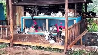 Bath Time Disaster for This Cat! 2
