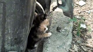 Cat Trapped in a Cardboard Box! 2