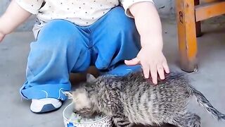 The Loudest Kitten in the World! 📢