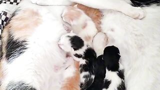 Cat Rolling in Catnip! Pure Joy!