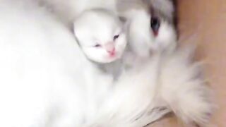 Cat Gently Waking Up Owner!