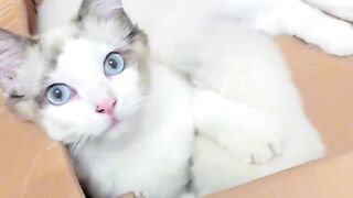 Cat Terrified of the Vacuum Cleaner!