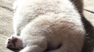 Ultimate Cat Fails Compilation 2026!