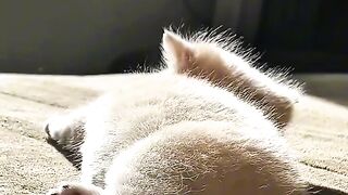 Kitten Meets Dog for the First Time! 🥺