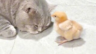 Cat Escaping from a Locked Room! Genius!
