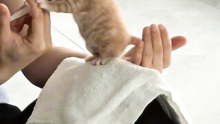 Cat Addicted to Olives! Weird Diet!
