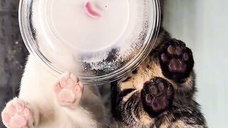 Cat Refuses to Let Owner Work!