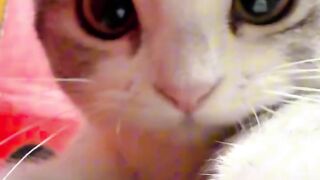 Cat Ringing a Bell for Treats!
