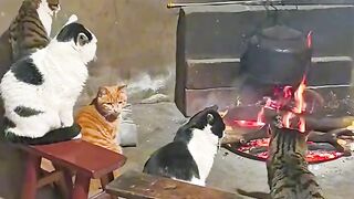 Cat Sneaking Up on a Toy Mouse!