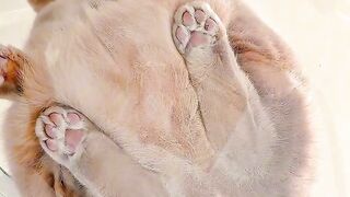 Cat Waking Up Confused! Where Am I?