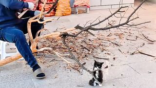 Cat Obsessed with a Cotton Swab!