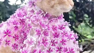Cat Trying to Drink from a Straw!