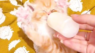 Cat Getting Mad at its Own Tail!
