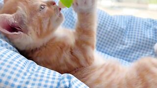 Cat Loving a Belly Rub! Rare Footage!