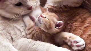 Cat Eating Watermelon! ASMR Crunches!