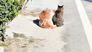Cat Knocking Everything off the Table!