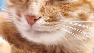 Cat Watching Horror Movie! Scared Reaction!
