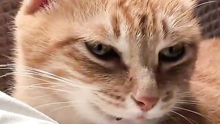 Cat Trying to Catch the Printer Paper!