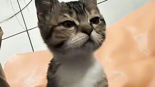 Cat Smiling for the Camera! 📸