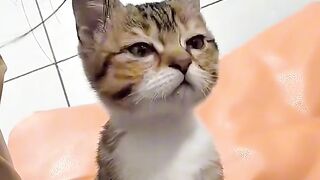 Cat Refusing to Wake Up! Heavy Sleeper!