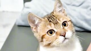 Cat Meowing at the Shower Water!