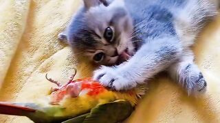 Cat Doing a Perfect Backflip!