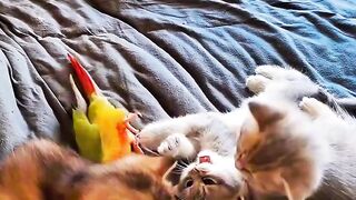 The Most Talkative Cat Ever! 🗣️