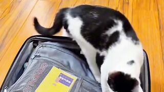 Cat Tries to Catch Fish on TV!