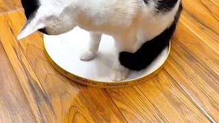 Clumsy Cat Falls off the Bed!