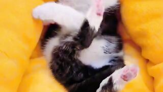 Fierce Cat Protects House from a Bug!