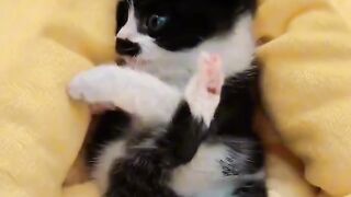 Lazy Cat Refuses to Exercise!