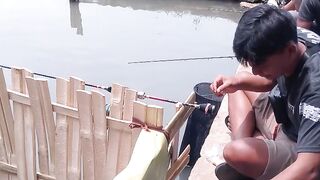 Seru sekali mancing borongan ikan gurame