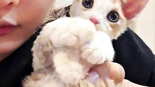 Kitten Falling Asleep in a Shoe! 🥺