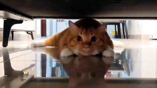 Cat Sings a Duet with Owner!