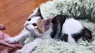 Cat Hates the New Vacuum Cleaner!