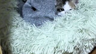 The Fluffiest Cat on the Internet!