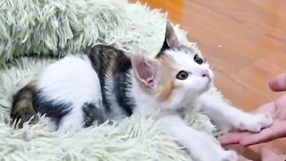 Cat Trying to Drink from a Water Bottle!