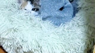 Cat Wakes up Owner at 4 AM!