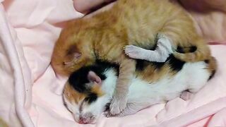 Kitten Tries to Intimidate a Big Dog!