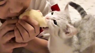Cat Doing a Perfect Parkour Jump!