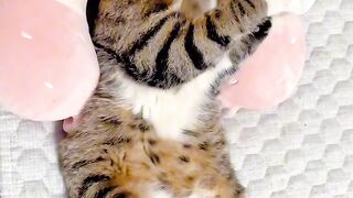 Cat Reacts to a Fake Snake! 😂