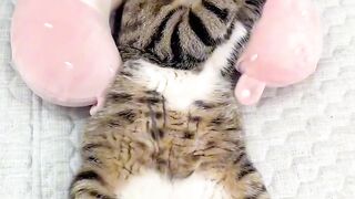 Cat Refuses to Take a Bath!