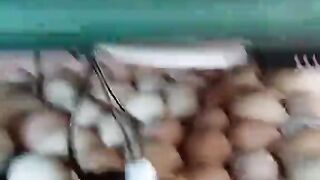 chicks 4