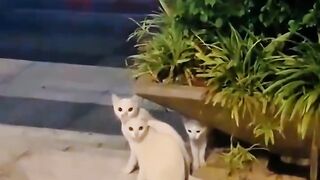 Cat Chattering at a Squirrel!