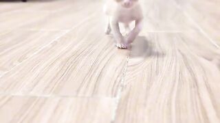 Cat Tries to Catch a Laser Pointer!