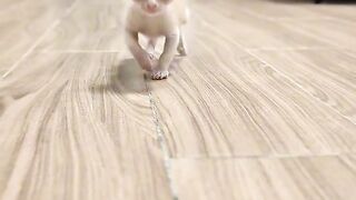 Cat Begging for Ice Cream! 🍦