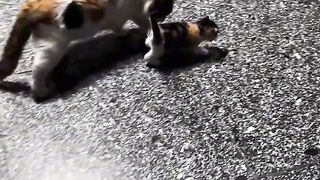 Cat Reacts to Owner's Sneeze!
