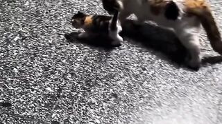 Cat Knocking a Glass off the Table!