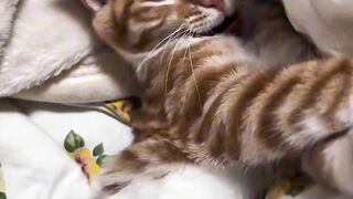Kitten Learning to Pounce!