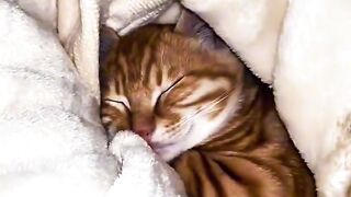 Cat Tangled in the Window Blinds!